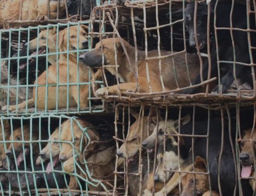 Thailand passes new animal rights legislation